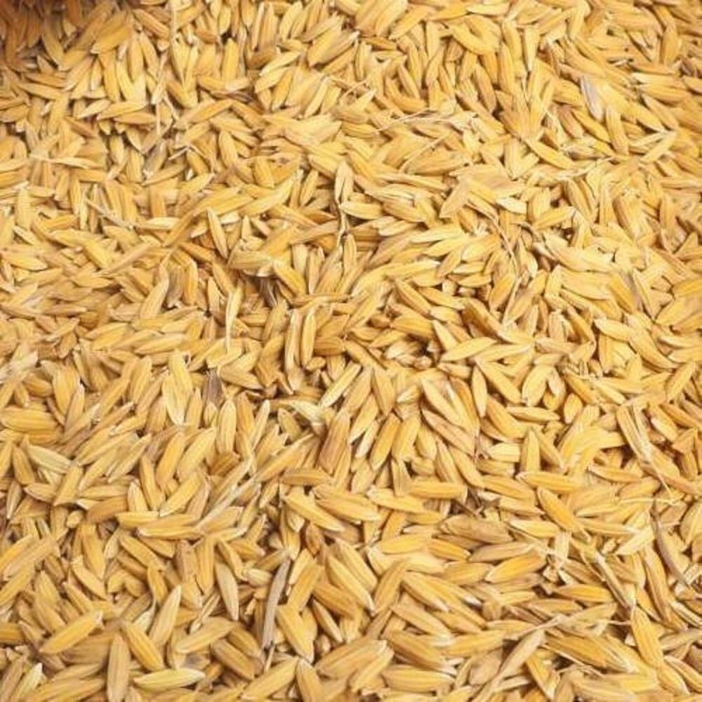 Paddy Rice