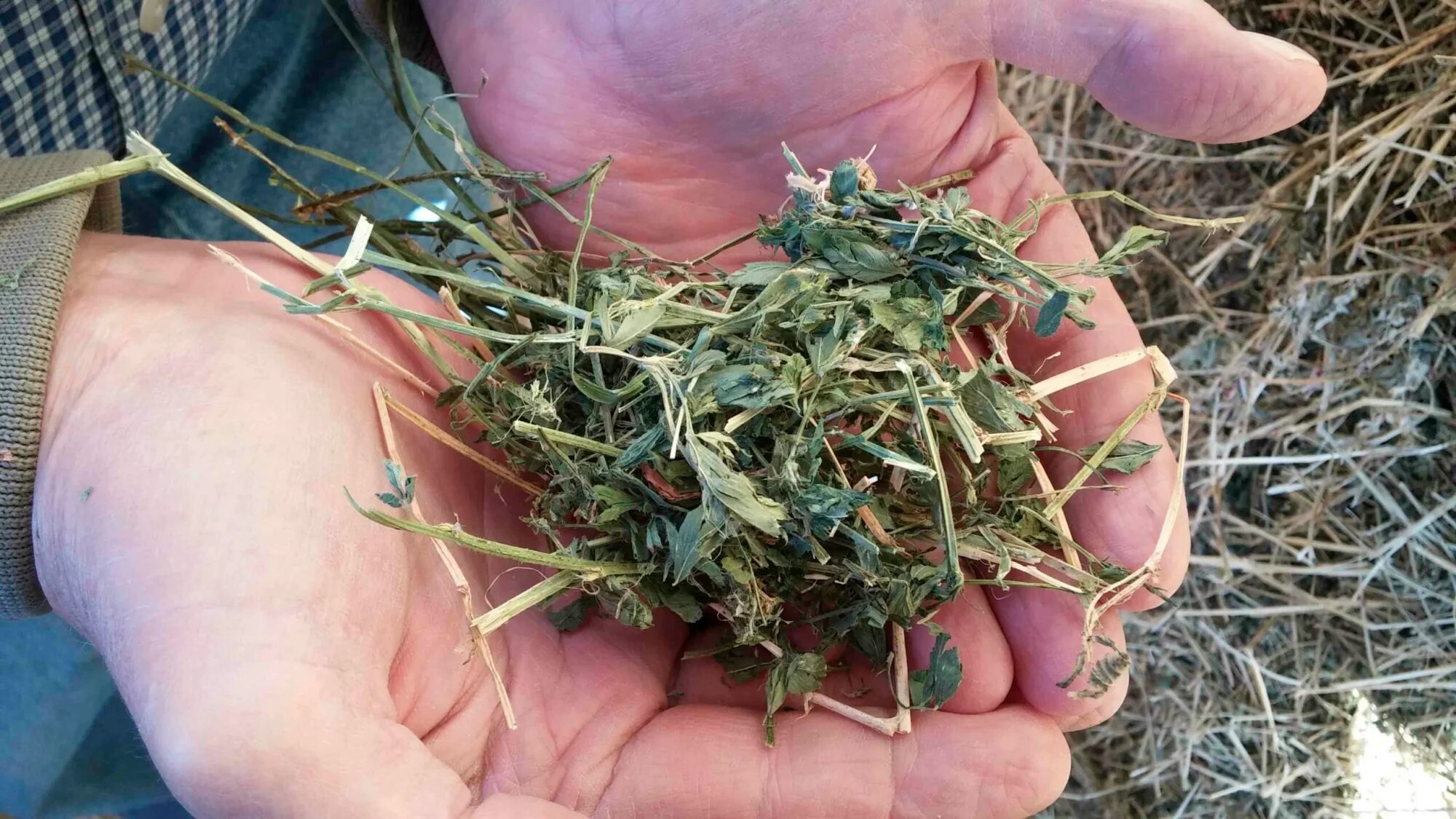 How to dry alfalfa correctly — in the field or in a dryer?