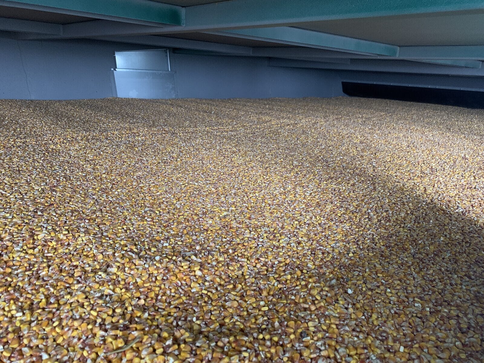 Inside the conveyor bed of an Alvan Blanch dryer with corn