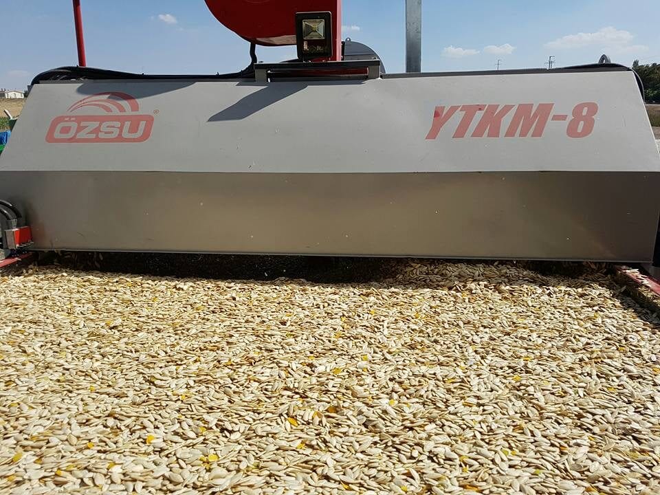 Pumpkin seeds