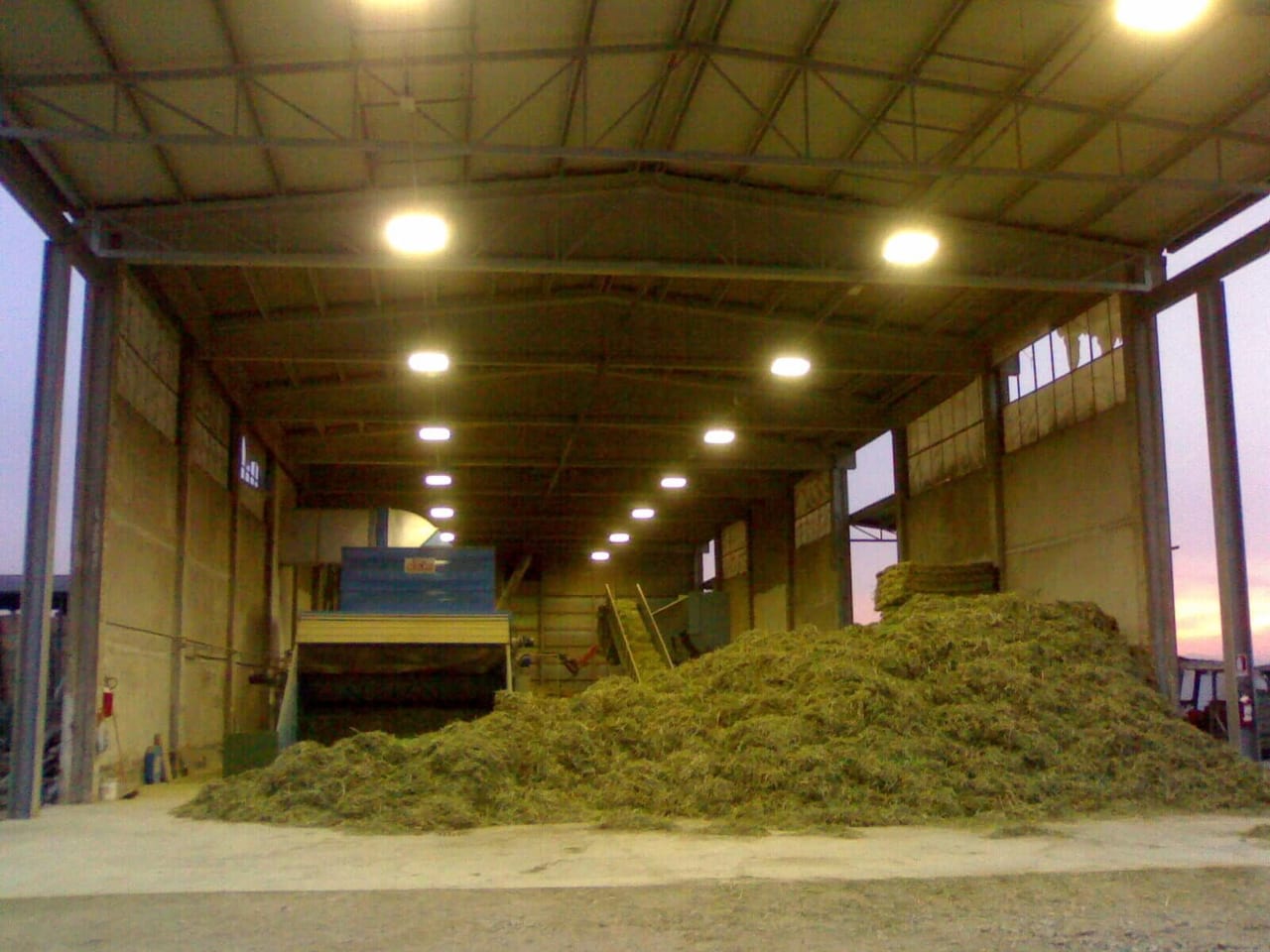 Hay and forage grasses