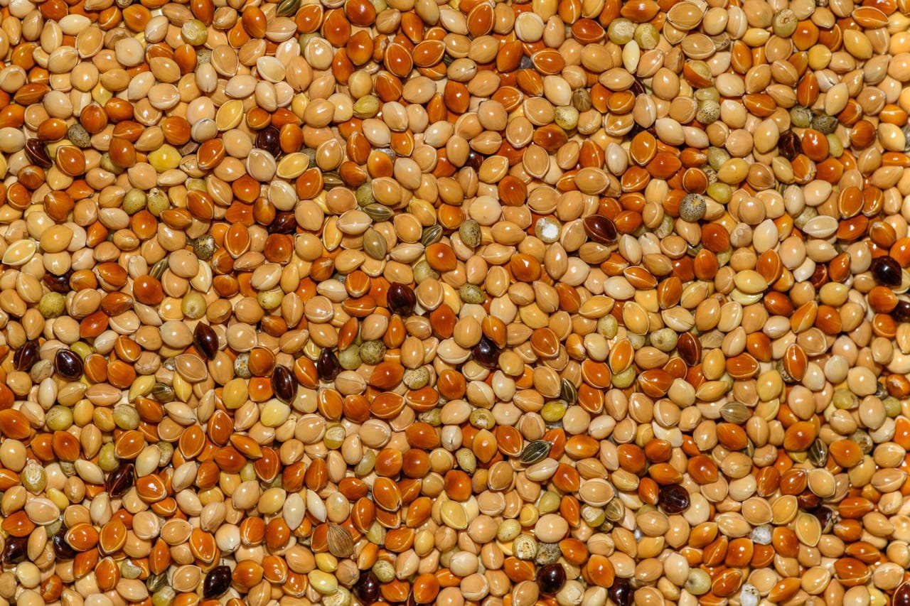 Amaranth