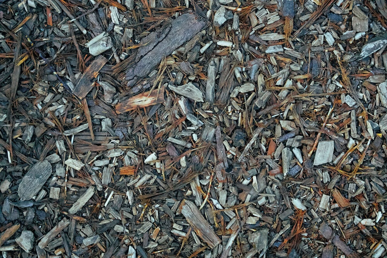 Bark