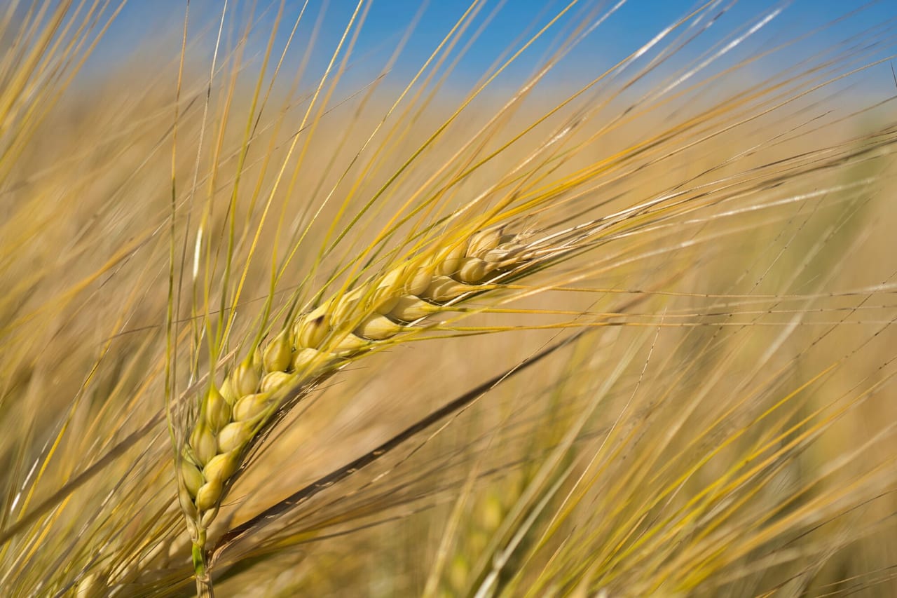 Barley