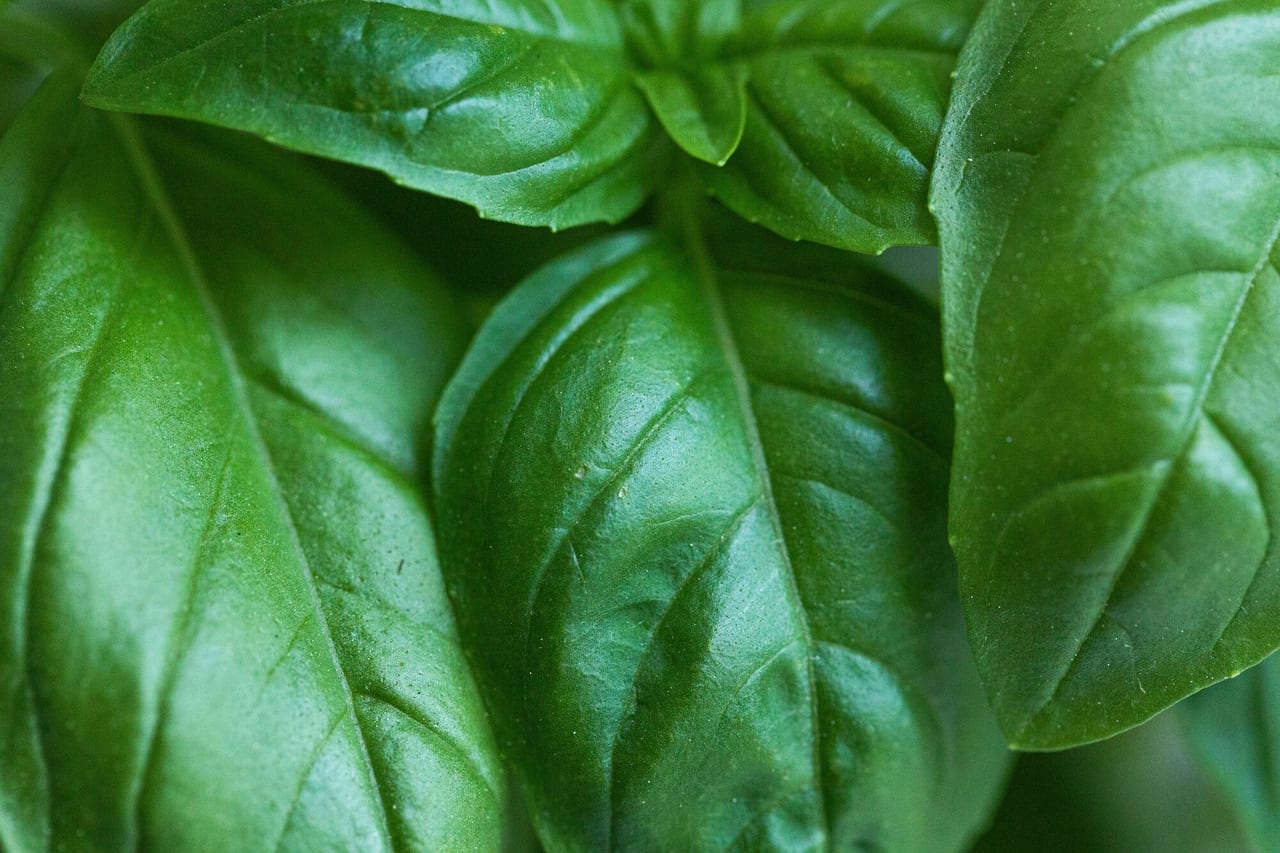 Aromatic herbs and greens