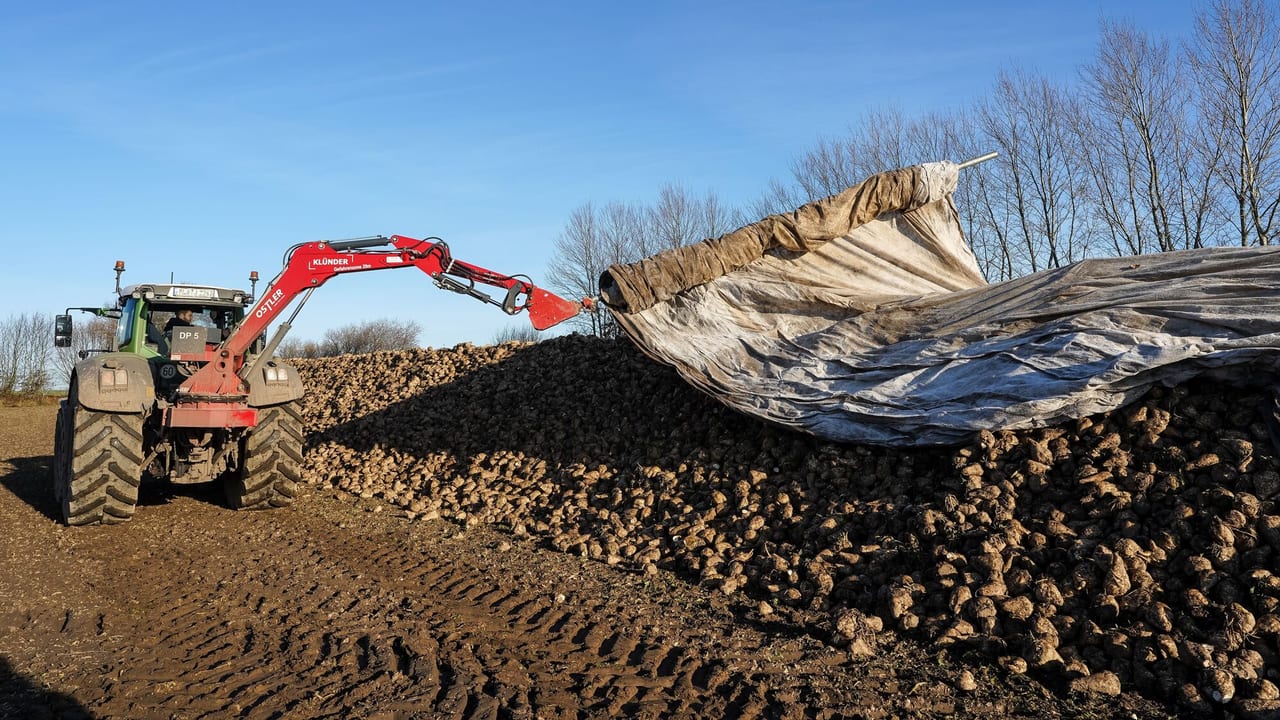 Sugar-beet pulp