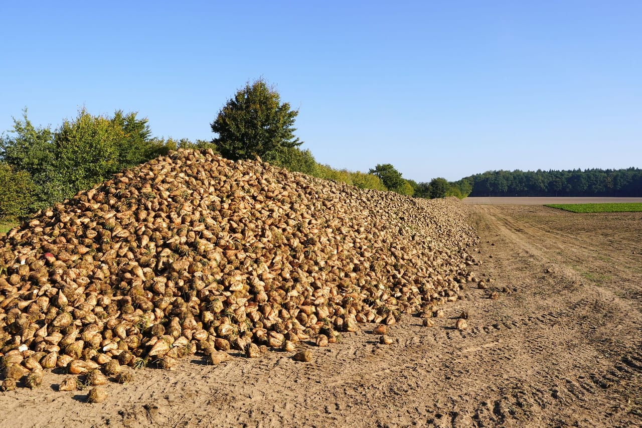 Beet seeds