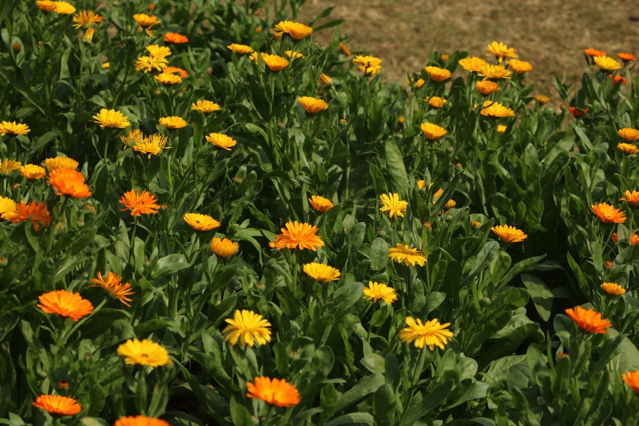 Calendula