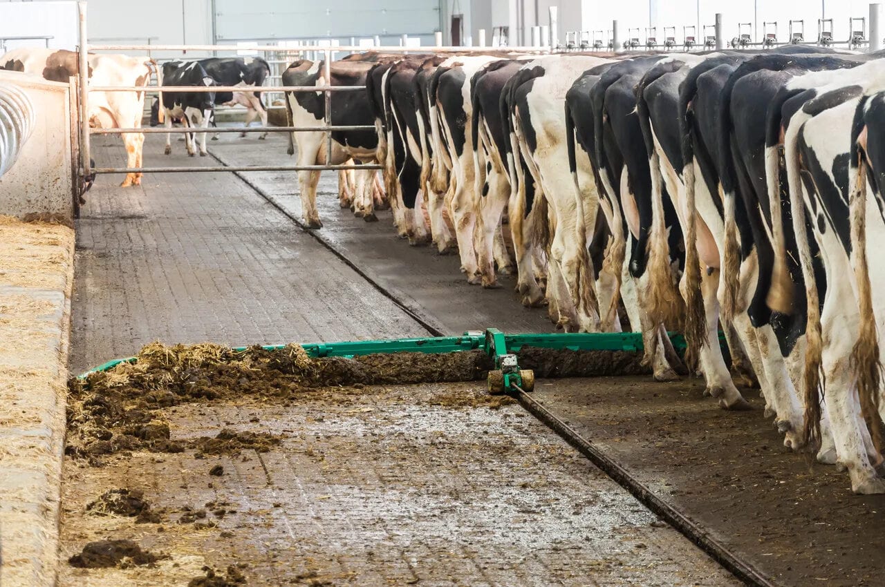 Cattle manure