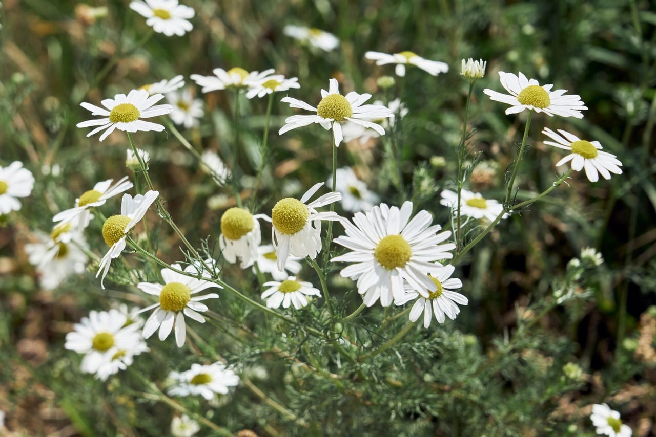 Medicinal herbs