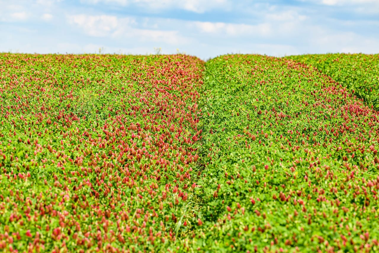 Clover