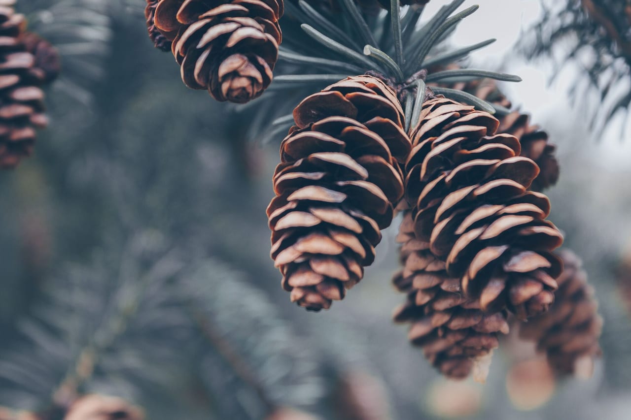 Cones