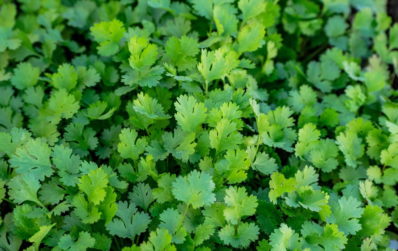 Coriander / cilantro
