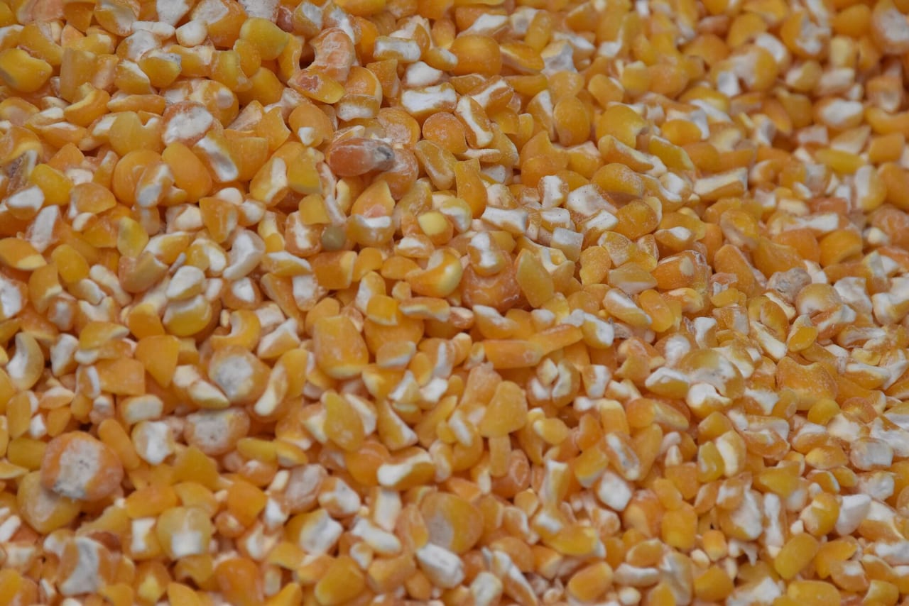 Maize