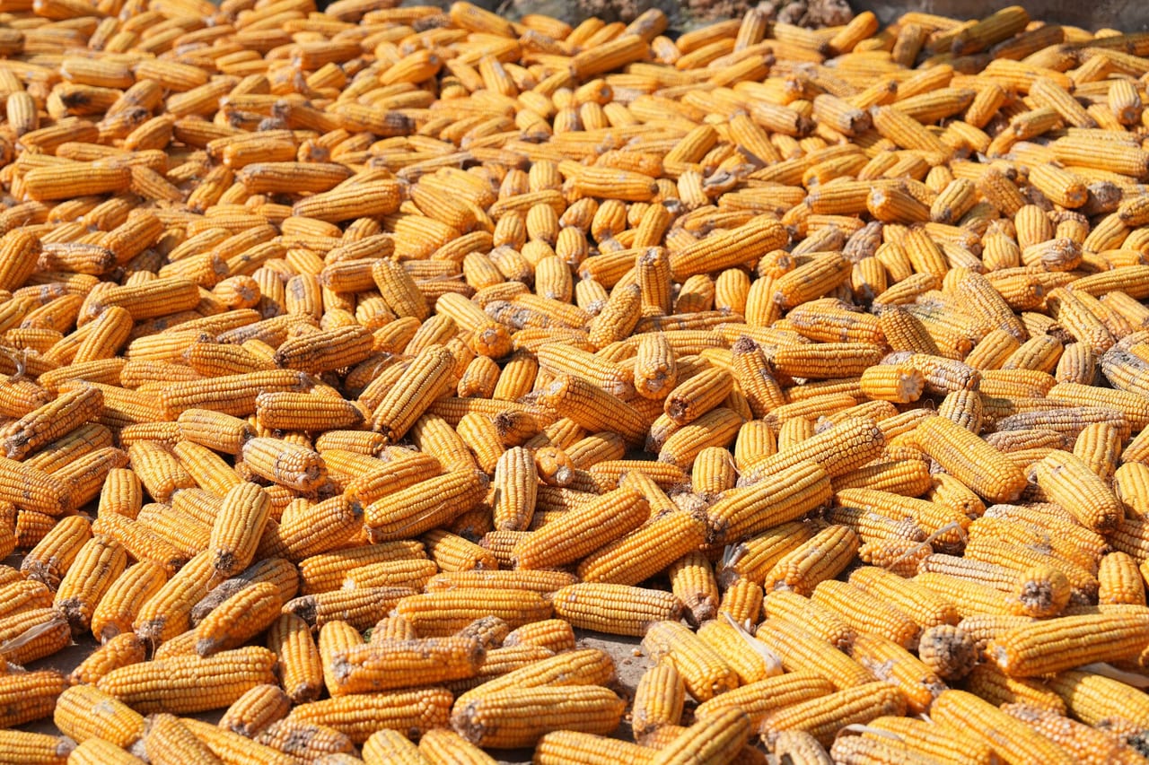Corn cobs / cores