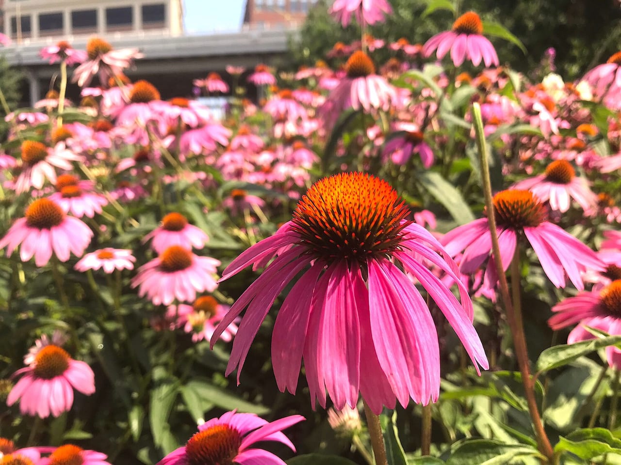 Echinacea