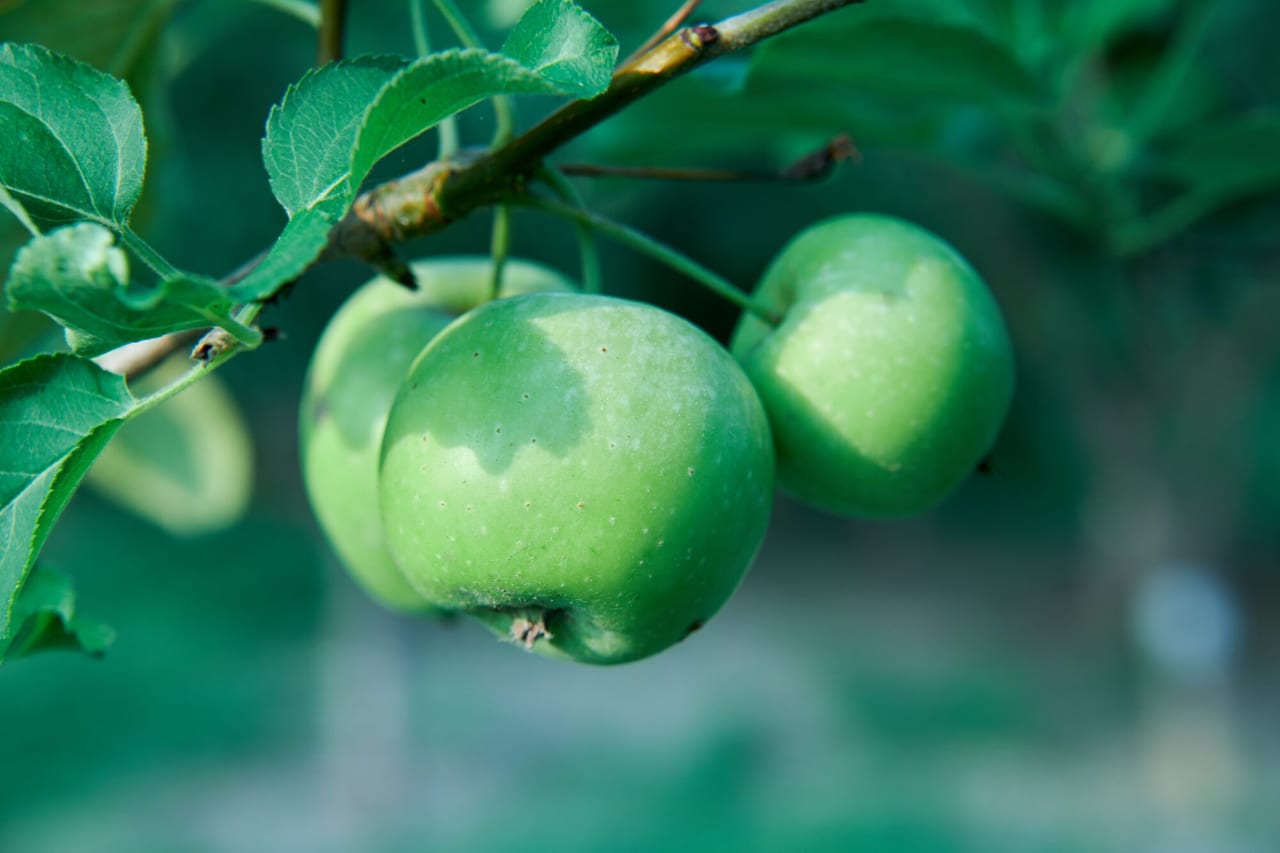 Fruit-processing waste