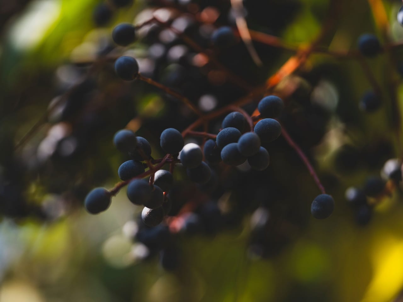 Grape seeds