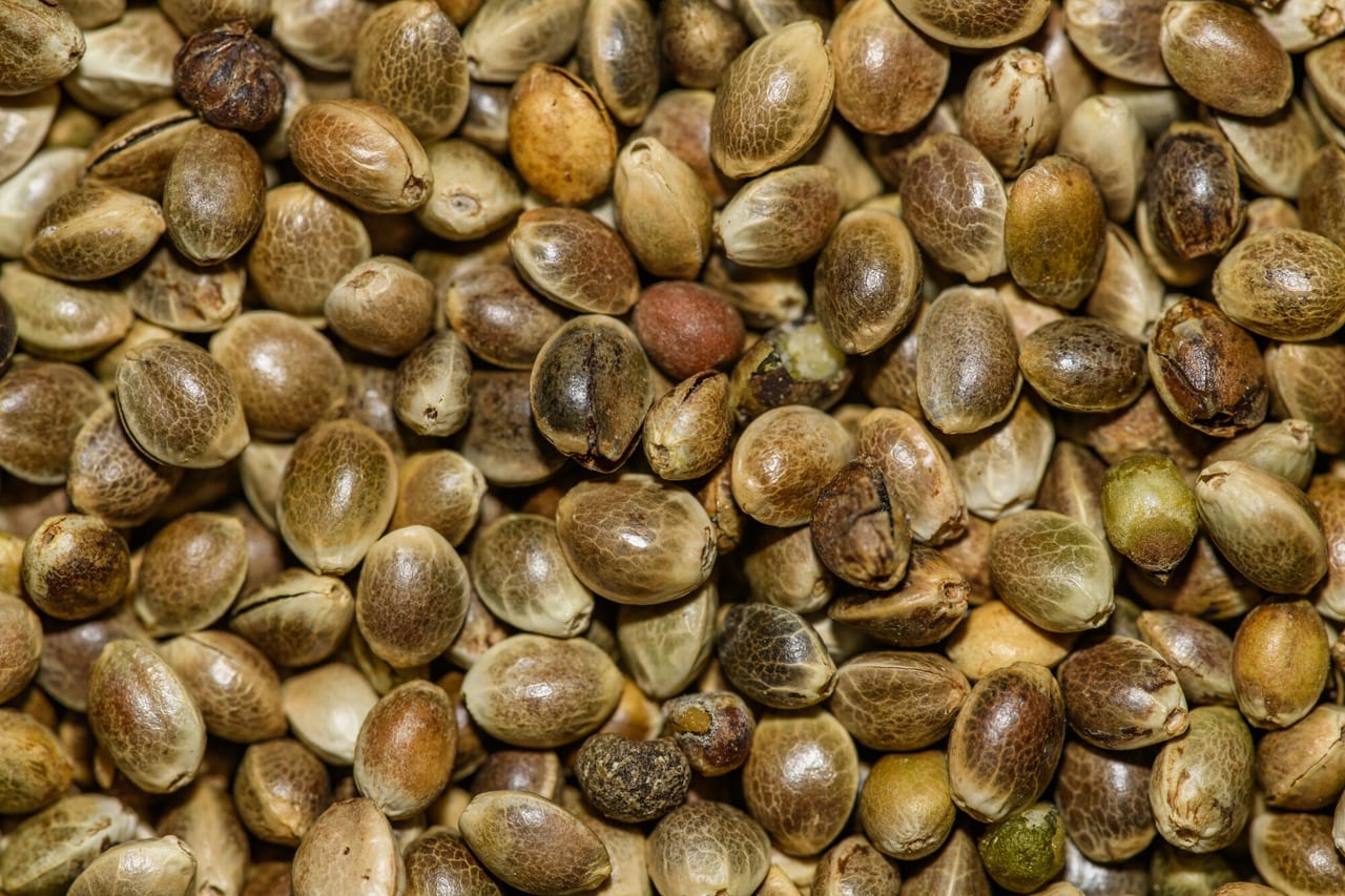 Hempseed