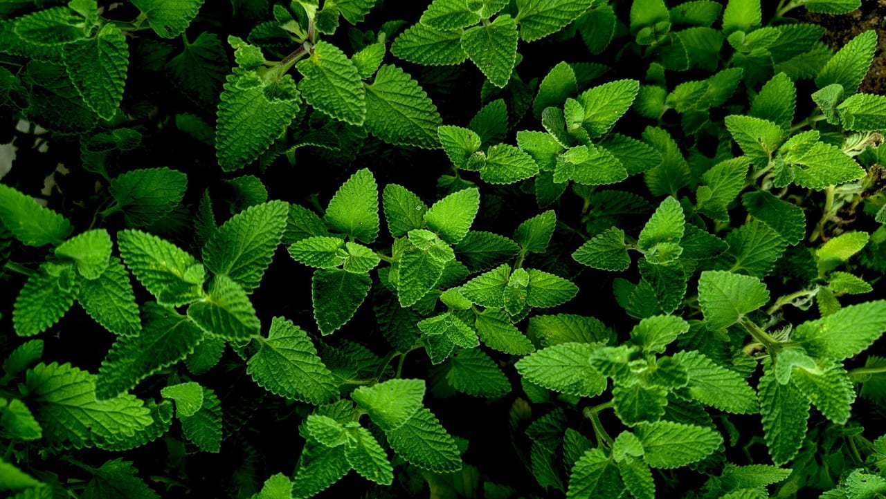 Lemon balm