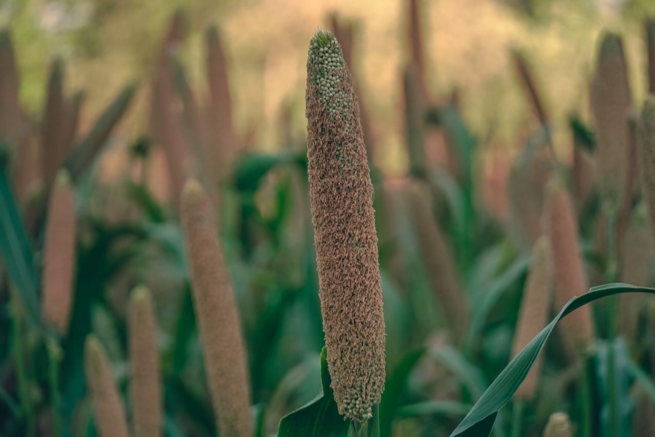 Millet