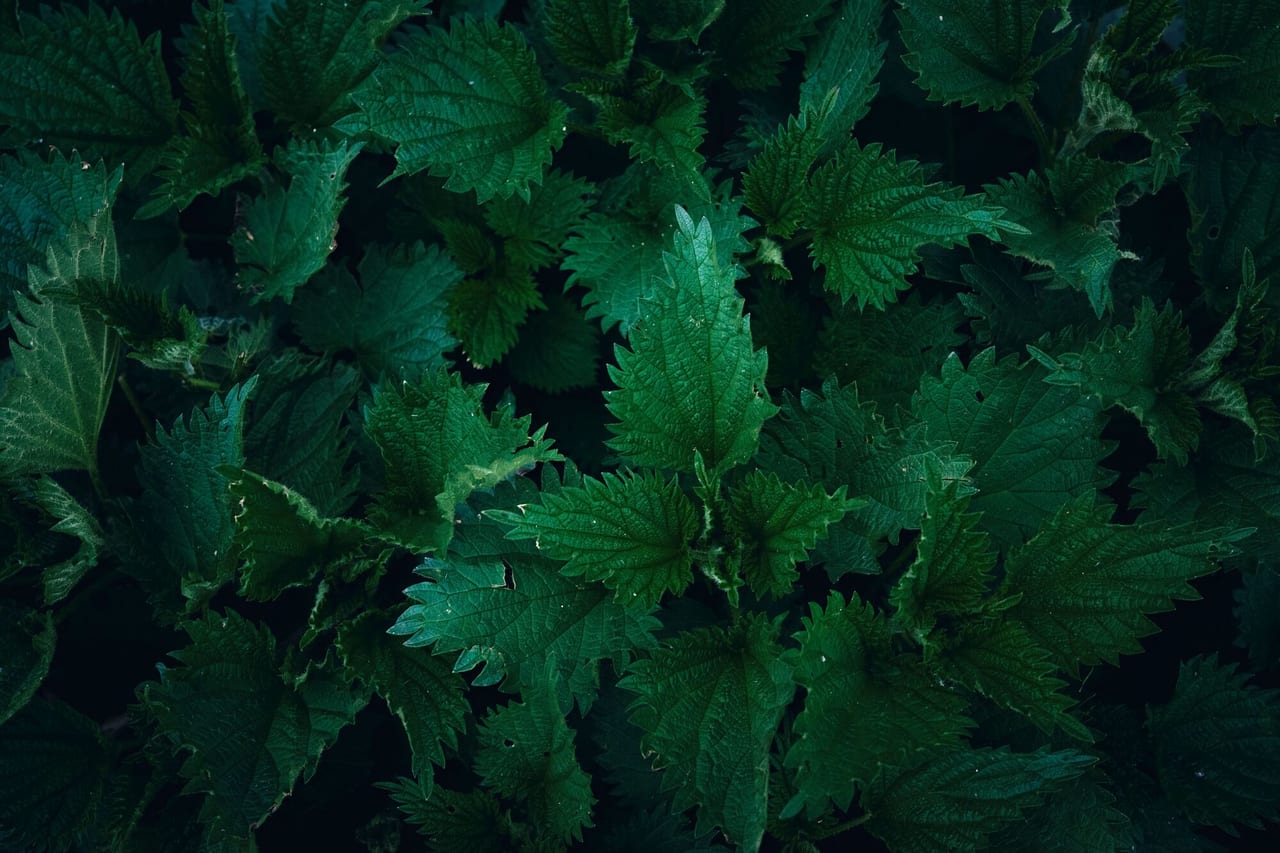 Nettle