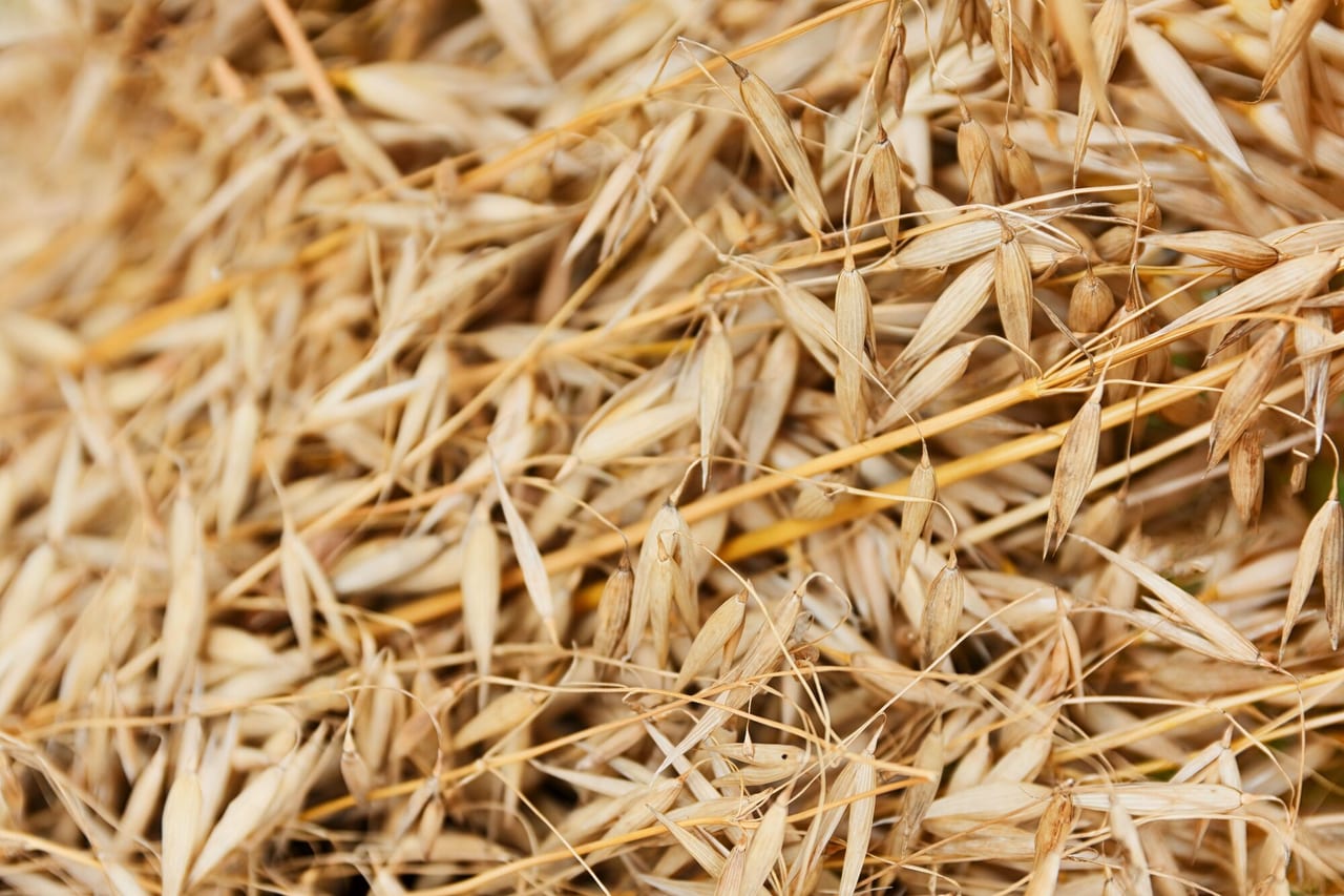 Oats