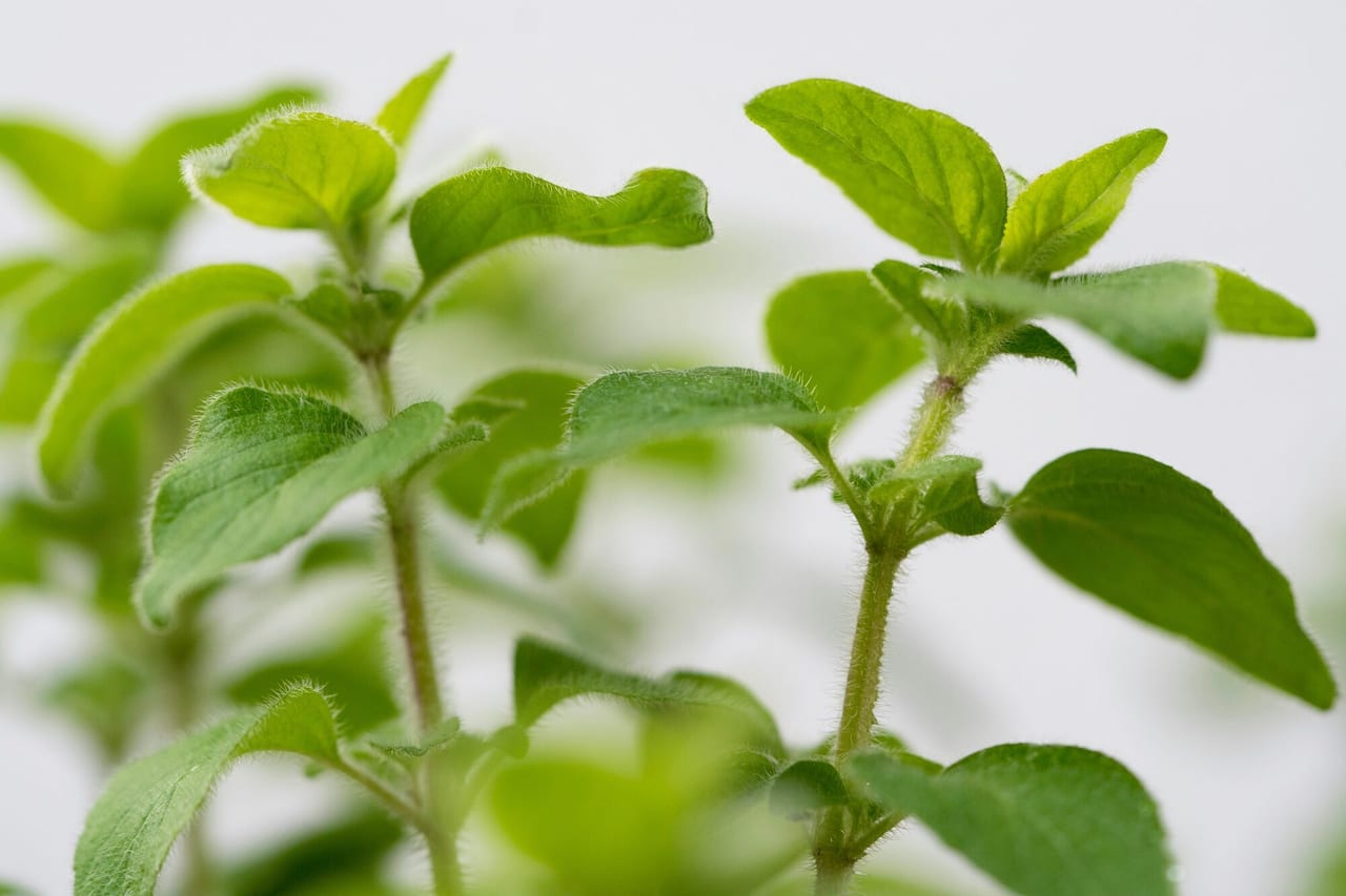 Oregano