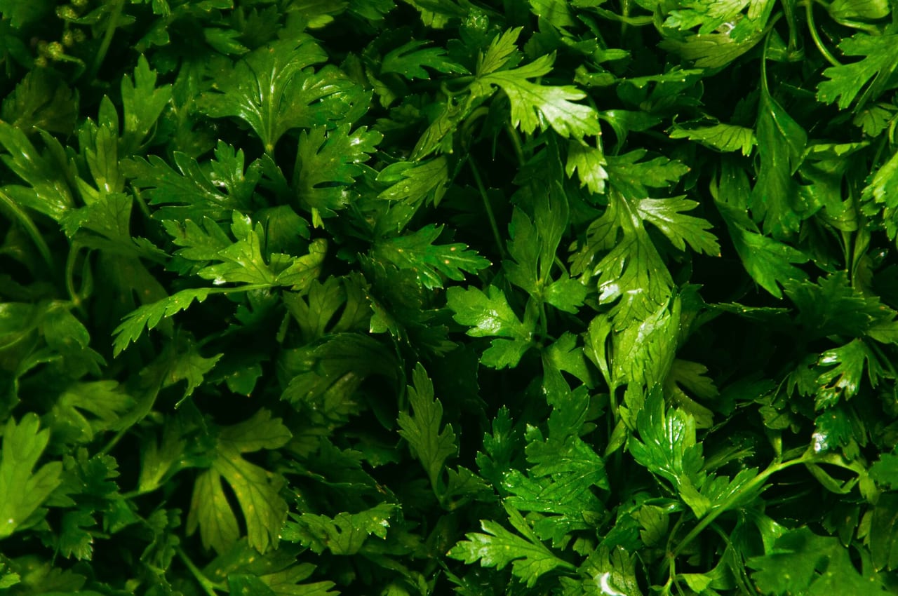 Parsley