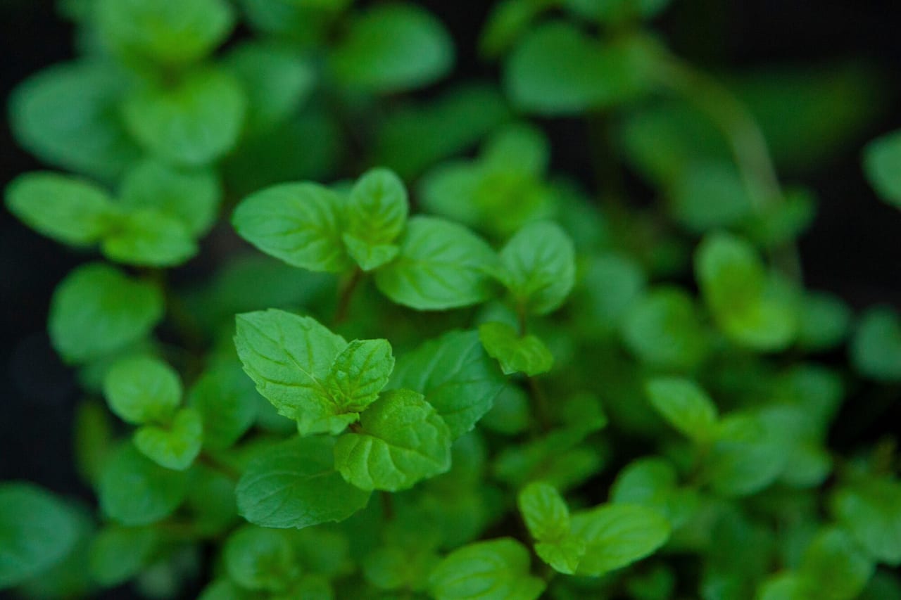 Peppermint