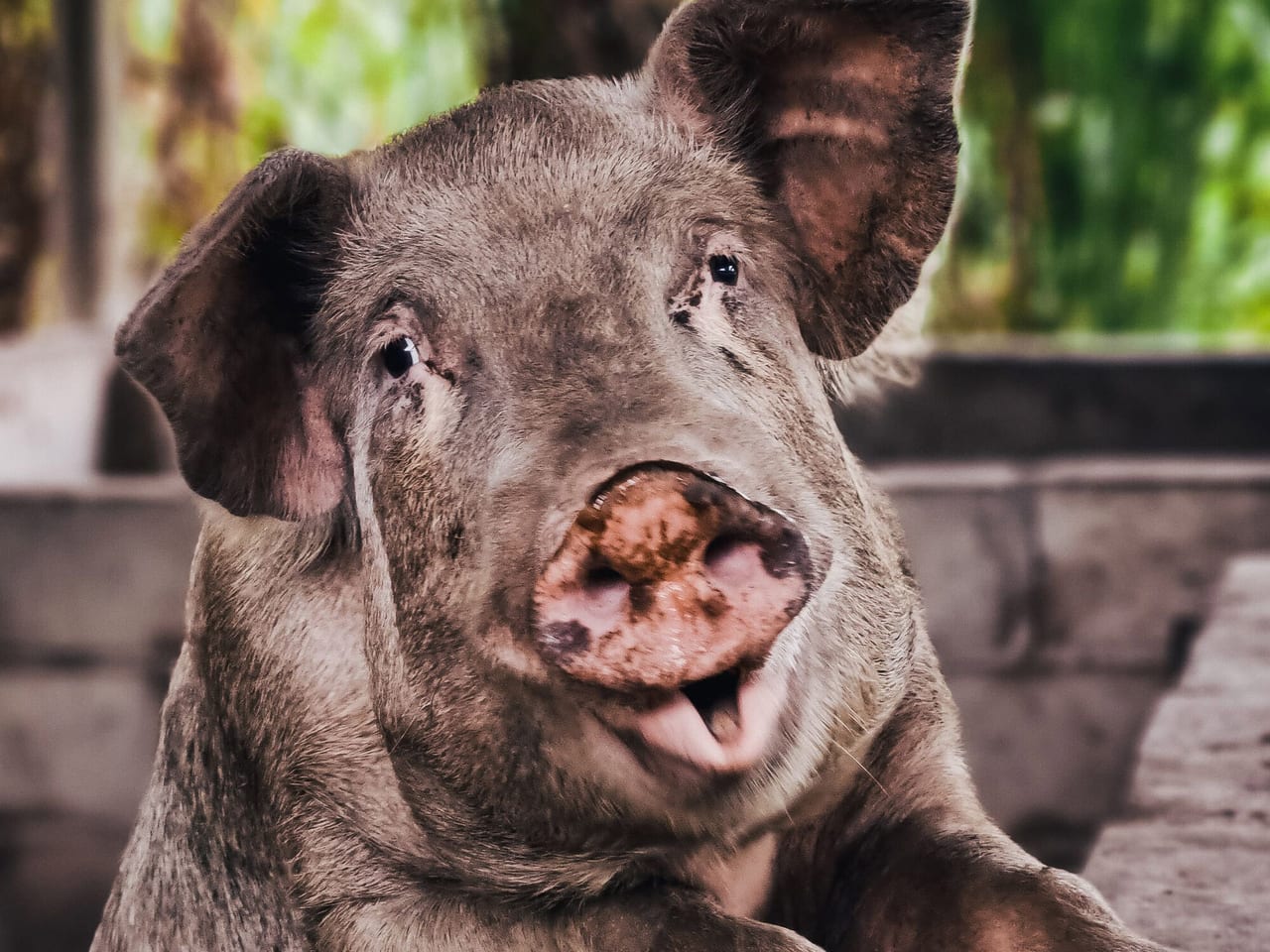 Pig manure