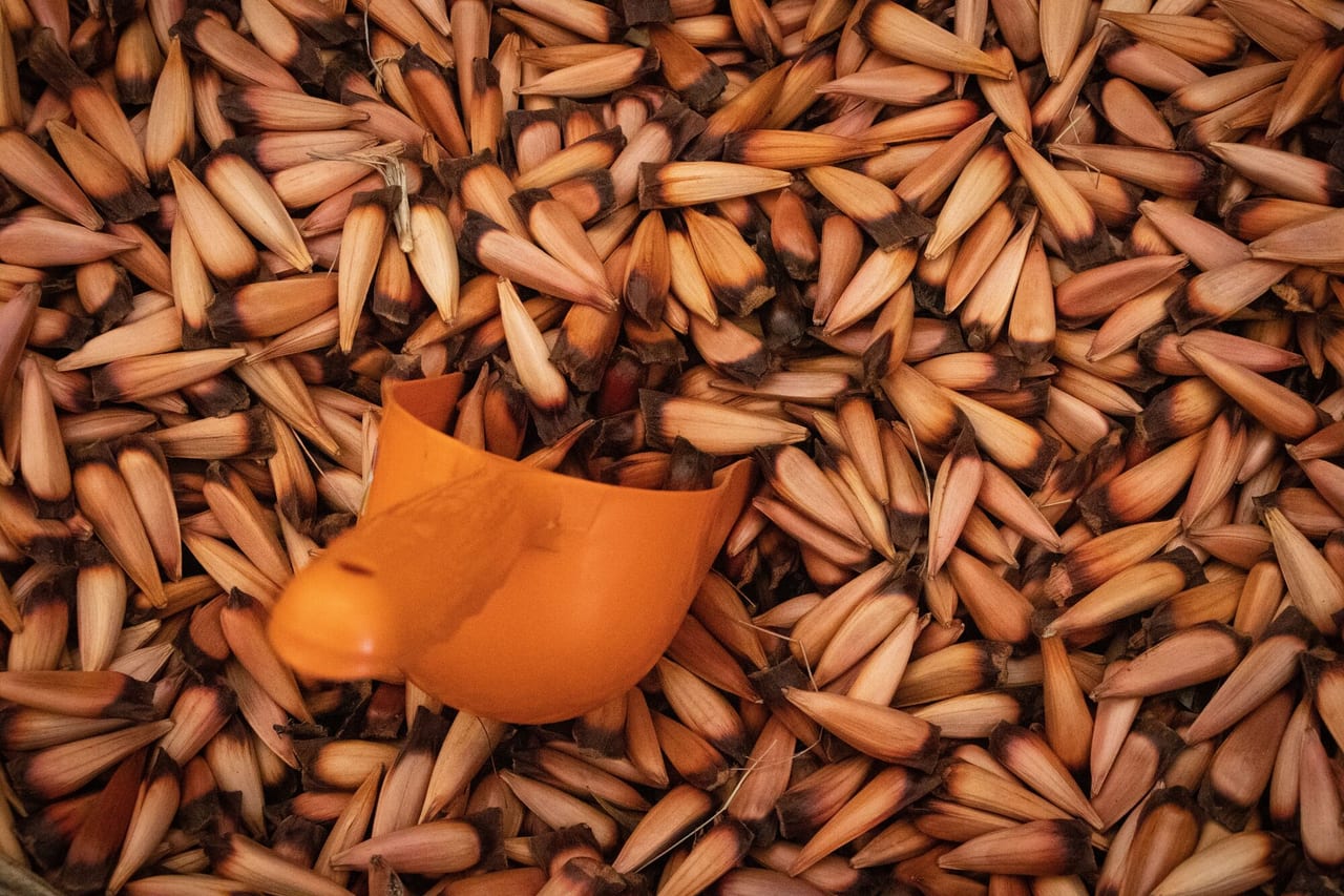 Pine nuts