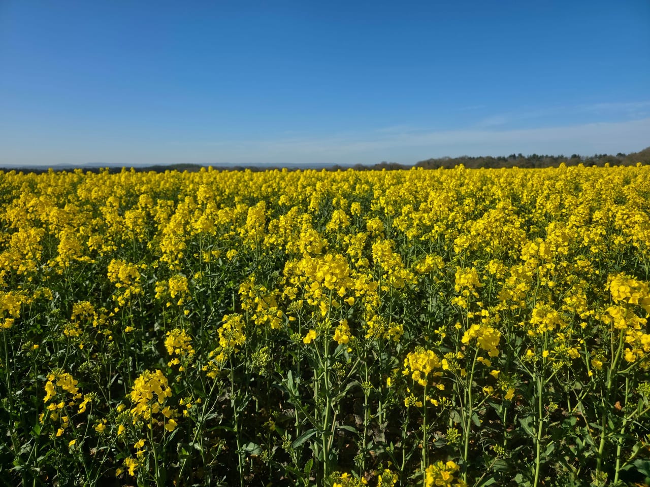 Rapeseed / canola