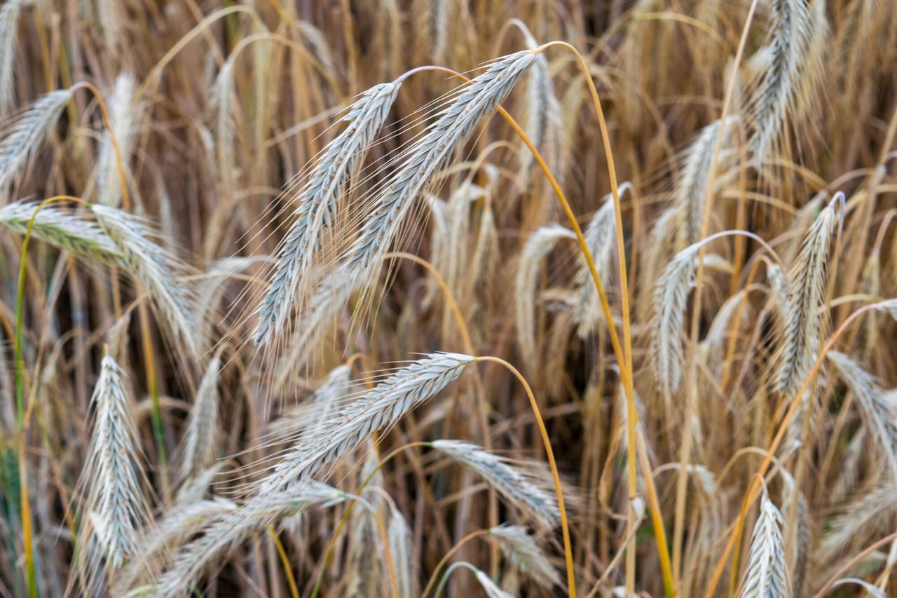 Rye