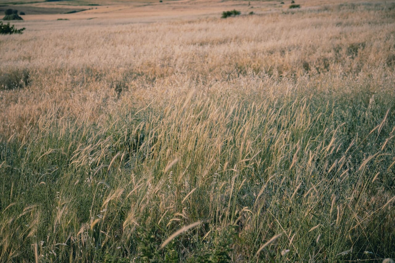 Ryegrass