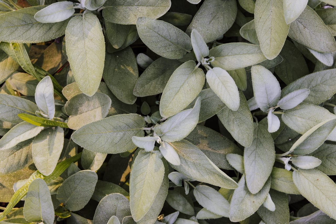 Sage