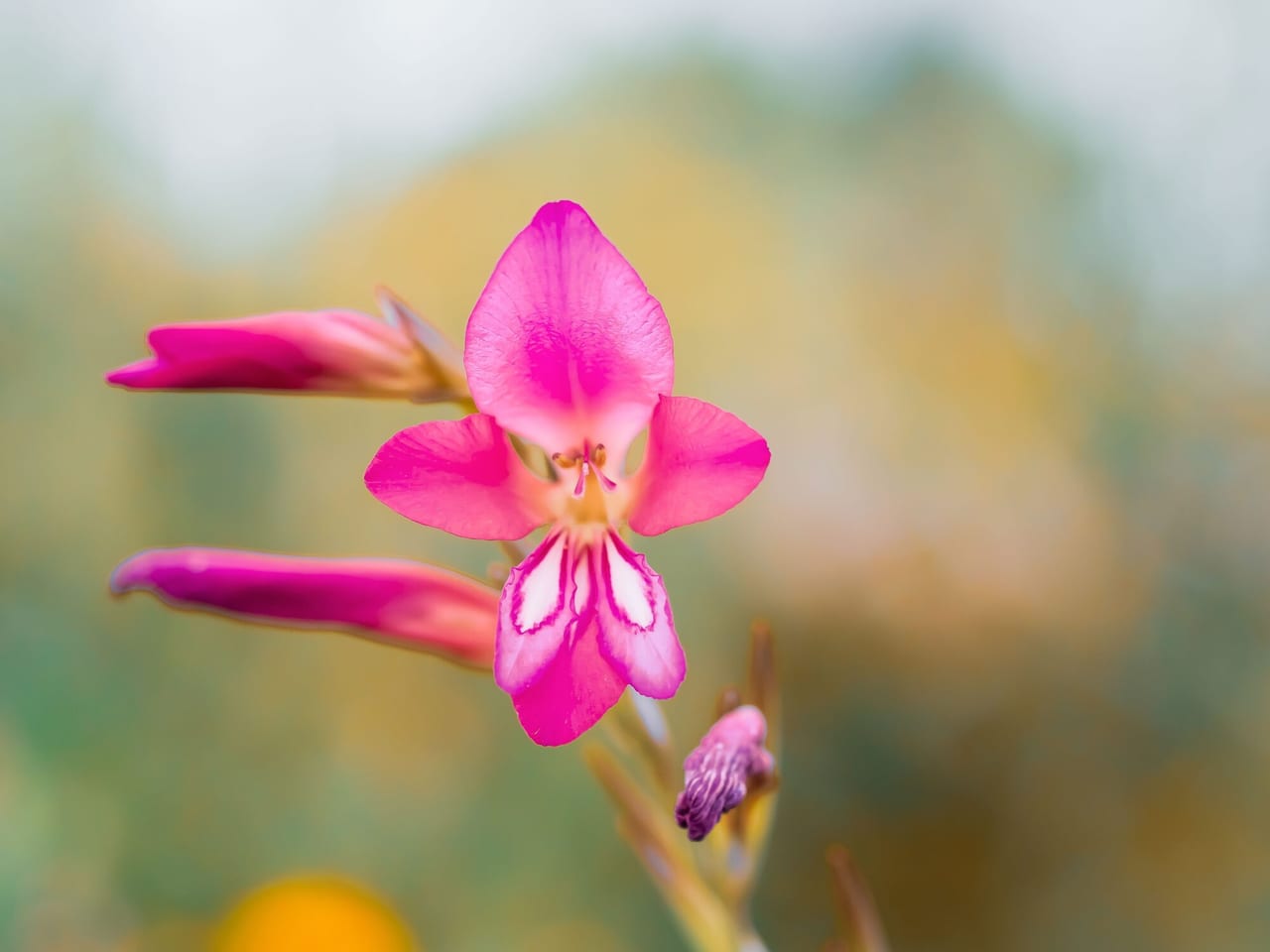 Sainfoin