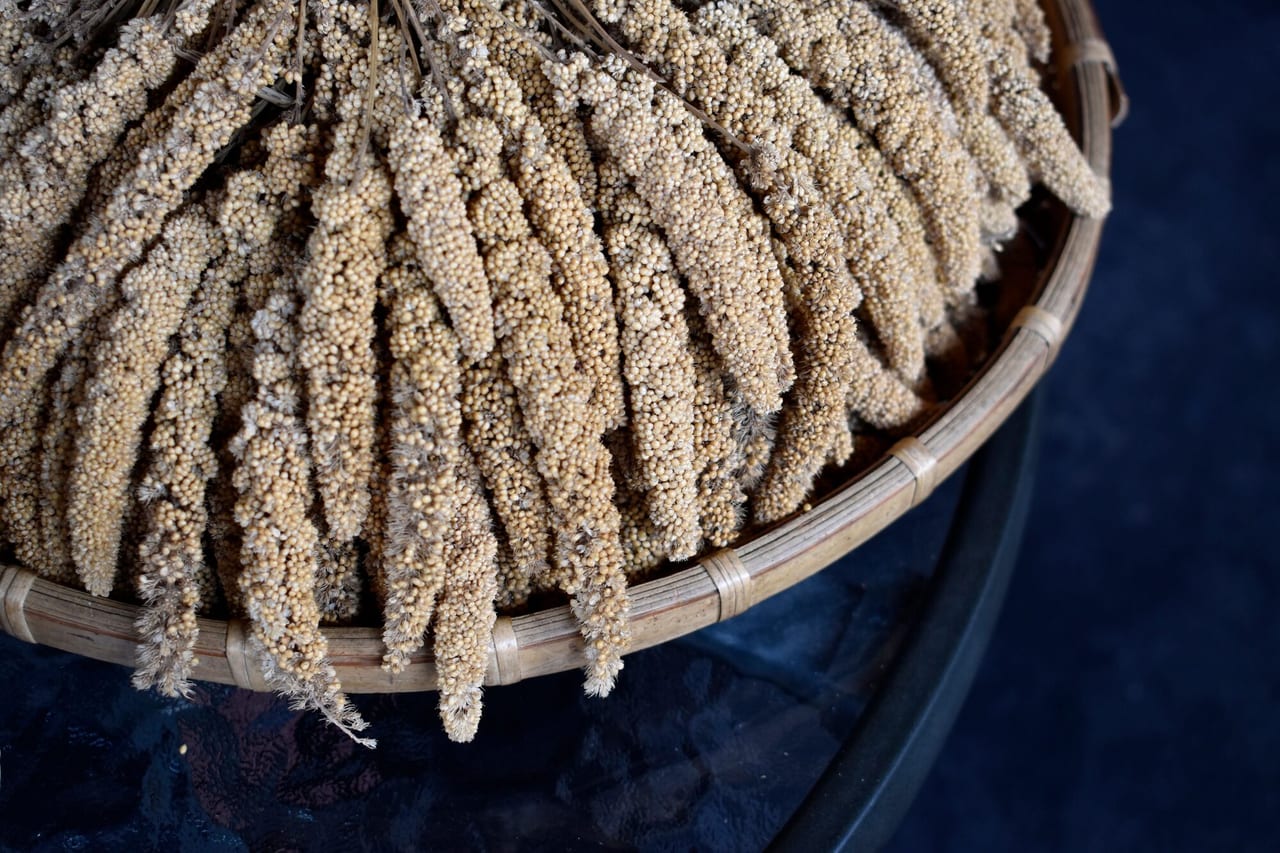 Sorghum