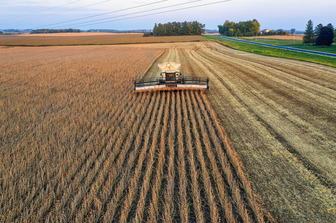 Soybean