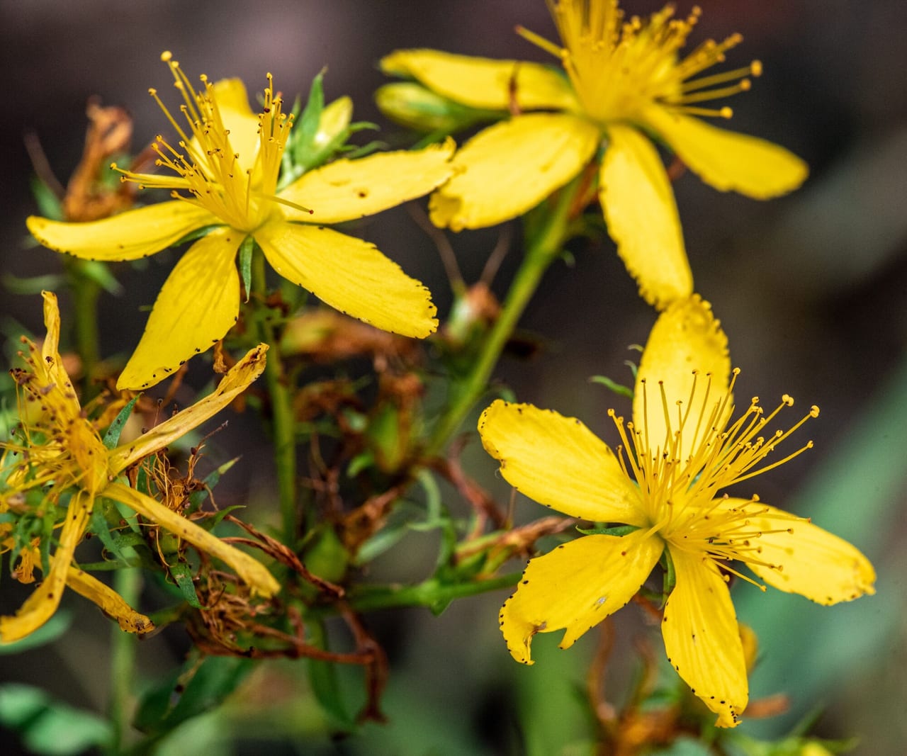St John's wort