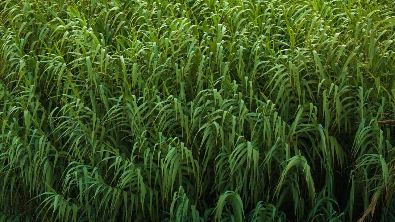 Sudan grass / sorghum-sudangrass hybrid
