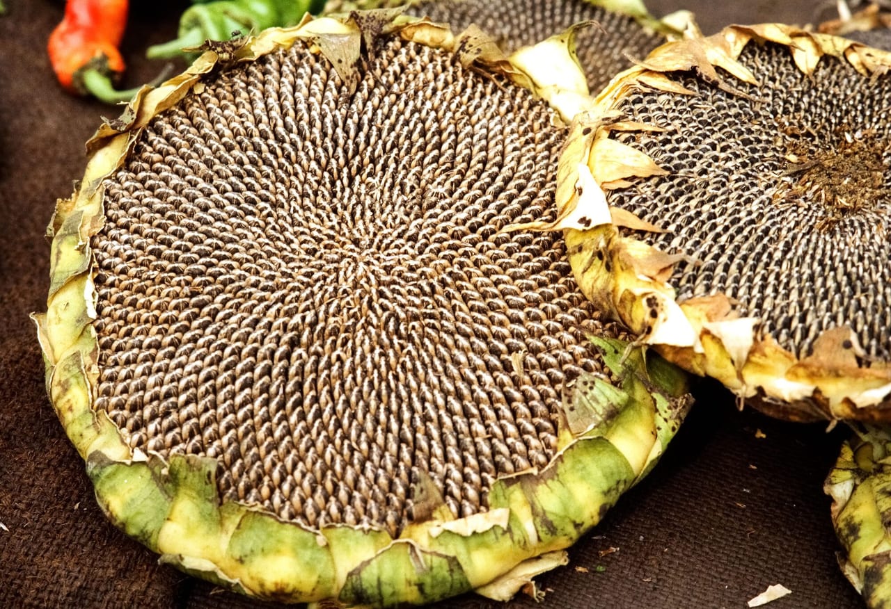 Sunflower (seed) husks