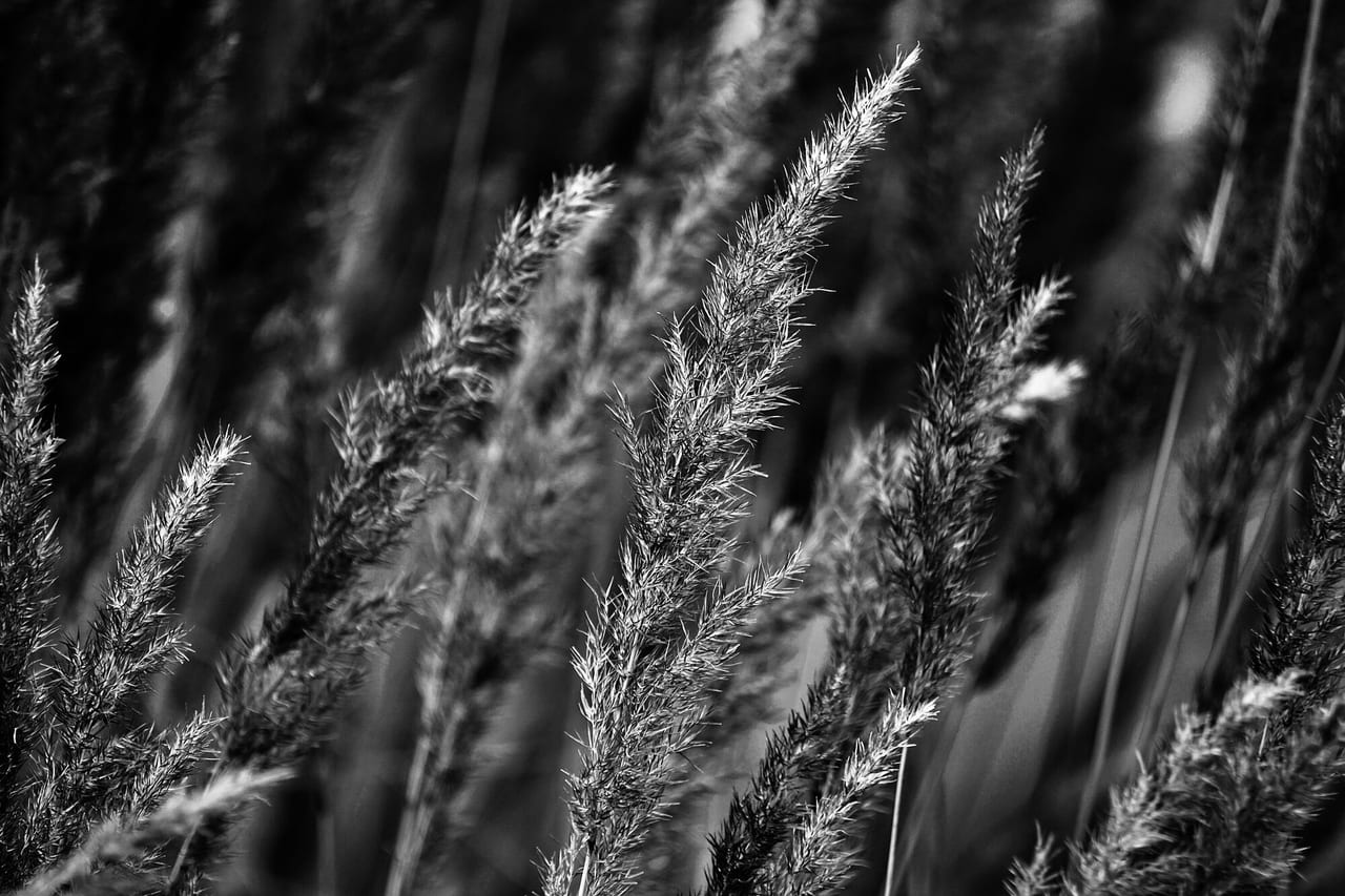 Timothy grass