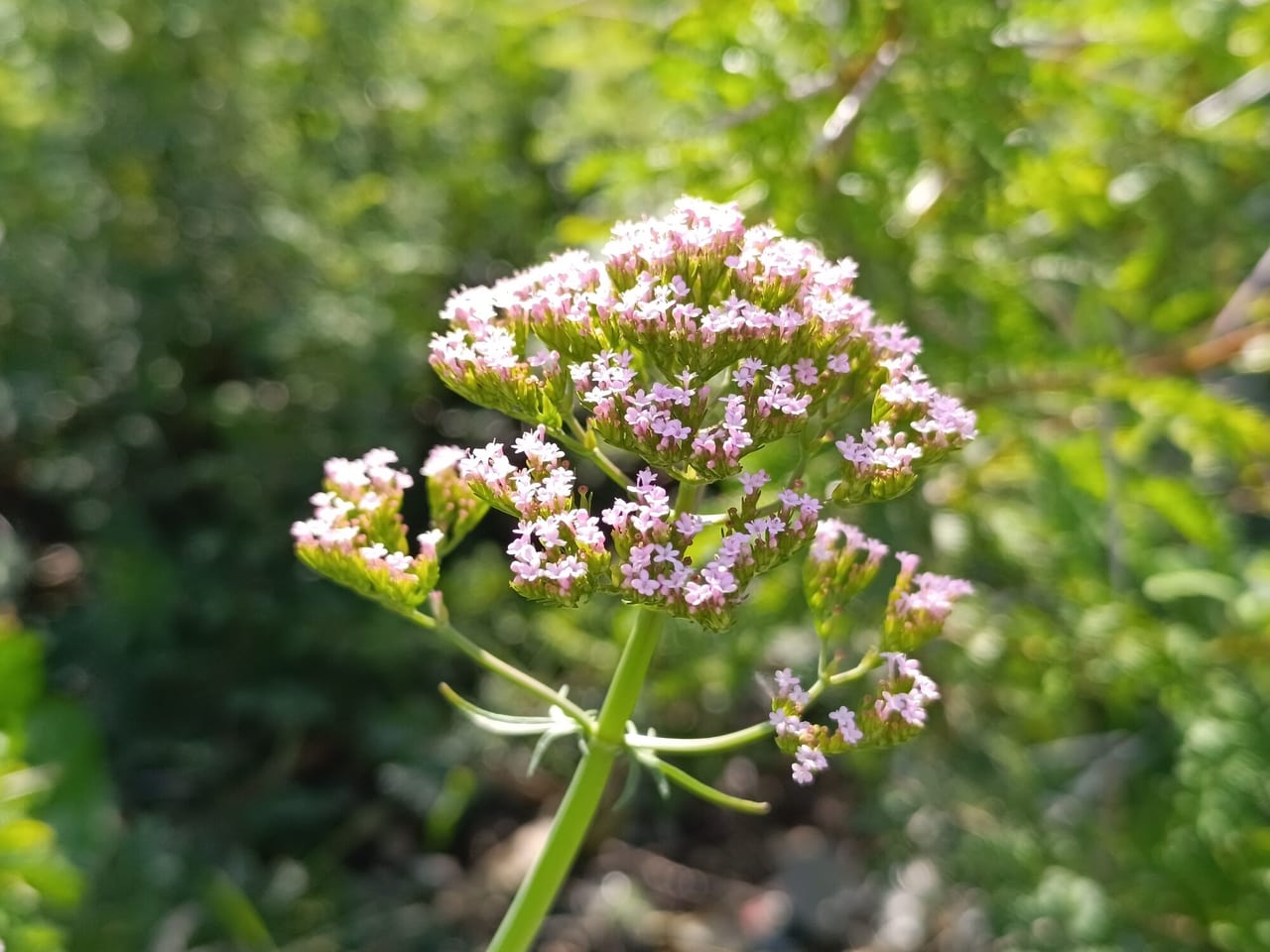 Valerian