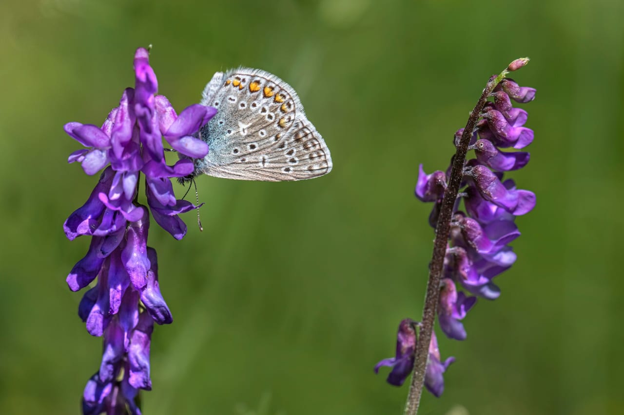 Vetch